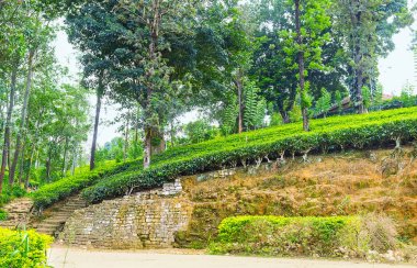 Çay çalılar ile dik yamaç