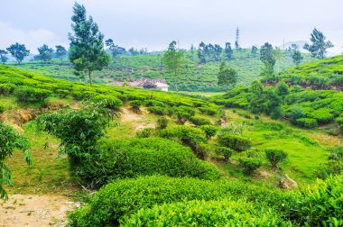 Çay bitkiler arasında