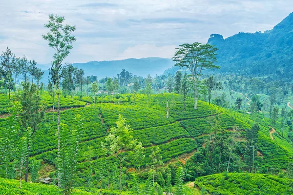 Dağlarda çay tarlaları — Stok fotoğraf