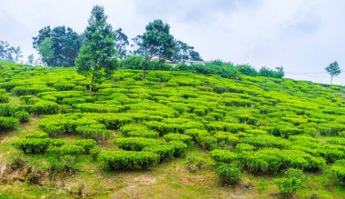 Yamacında küçük çalılar