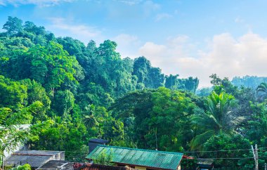 Sri Lanka orman orman