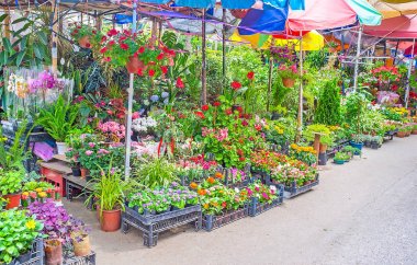 Tiflis çiçek pazarı parlak çiçekler
