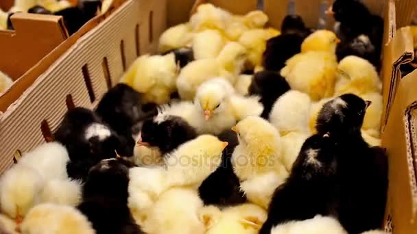 A bolyhos csirkék — Stock videók