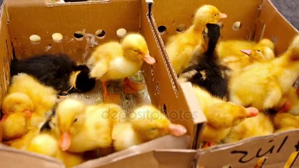 Patitos en venta — Vídeo de stock