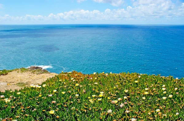 As flores na rocha do Cabo Roca — Fotografia de Stock