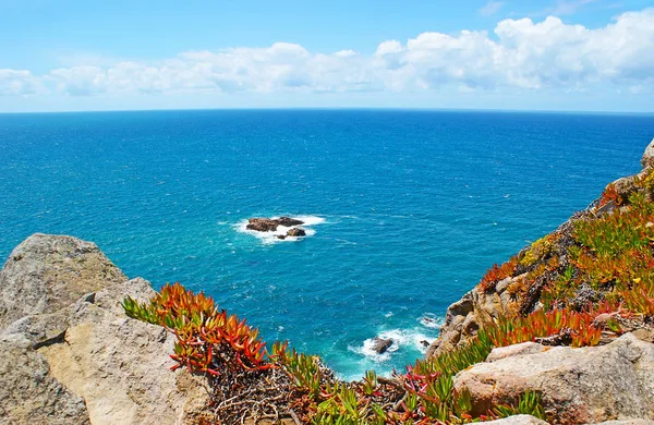 As suculentas no Cabo da Roca — Fotografia de Stock