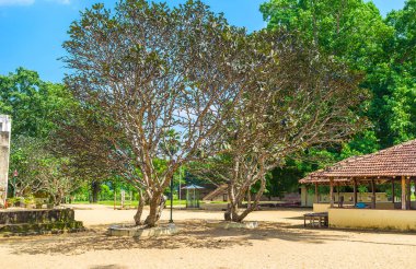Bodhi ağaçlar Budist tapınak avluda