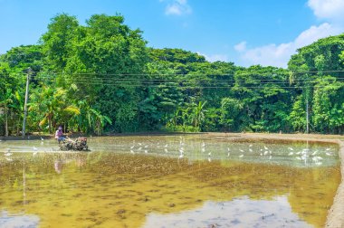 Pirinç alan, Sri Lanka üzerinde çalışıyor