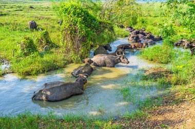 Herd of buffaloes in water clipart