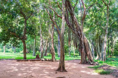Korkunç ağaçları Sri Lanka
