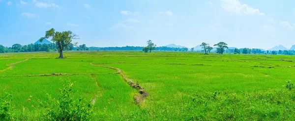 Bewässertes Anstiegsfeld in Sri Lanka — Stockfoto