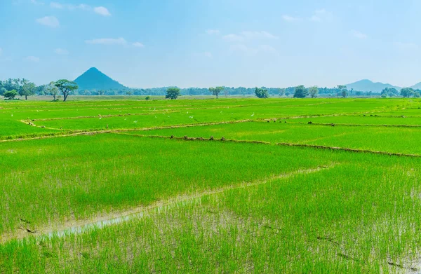 Die landwirtschaftliche Region in sri lanka — Stockfoto