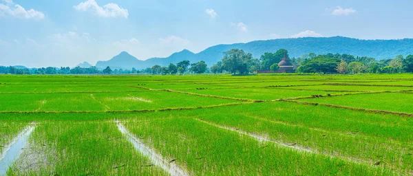 Beautiful rise fields of Sri Lanka — Stock Photo, Image