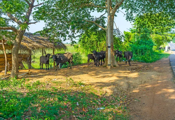 Texas'ın küçük sürüsü