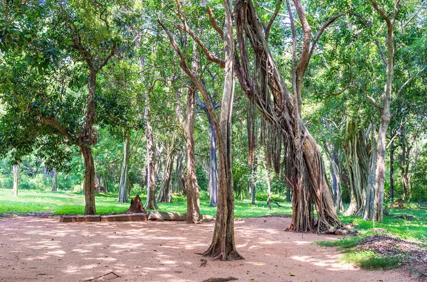 Árvores assustadoras em Sri Lanka — Fotografia de Stock