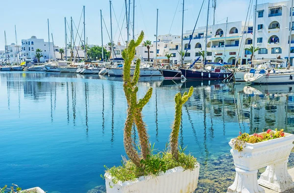 Monastir limanında kaktüs