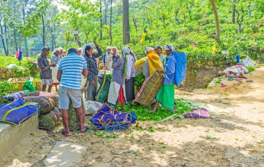 Çay toplayıcılar, Ella zor iş