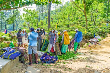 Çay toplayıcılar, Ella çalışmalarını