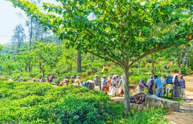 Ella çay plantasyon işçi