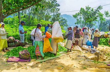 Ella çay toplayıcılar