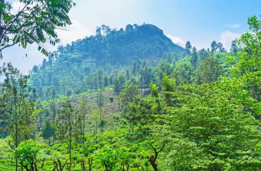 Küçük Adam's Peak Ella içinde