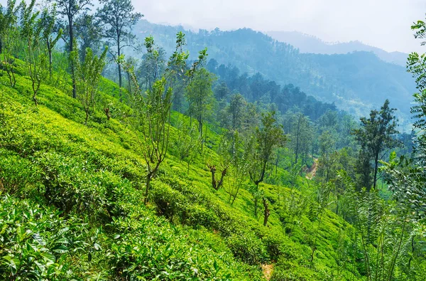 斯里兰卡高地的茶树灌木 — 图库照片