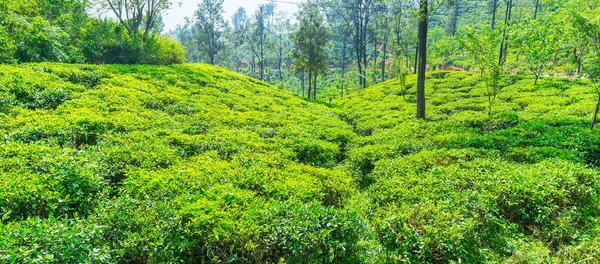 Os hectares de arbustos de chá em Ella — Fotografia de Stock