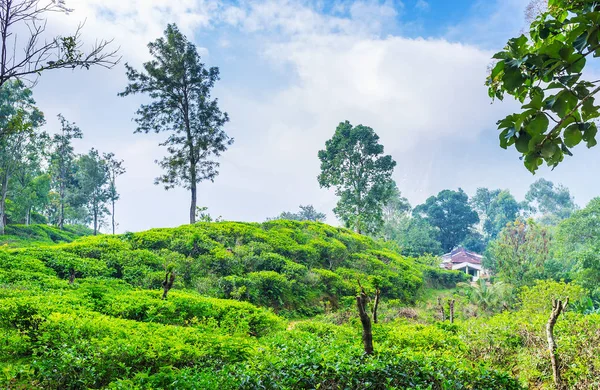 Las colinas con plantas de té, Ella — Foto de Stock