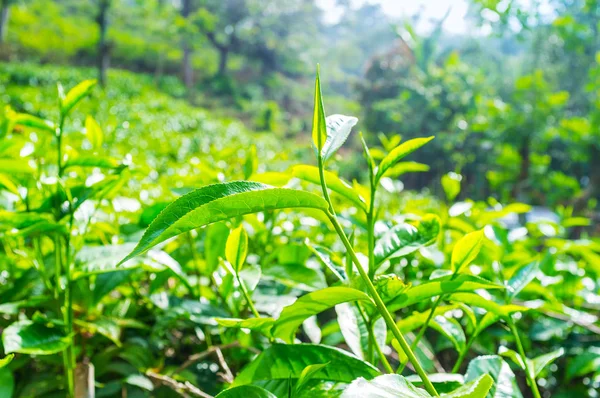 Выстрел чайного растения — стоковое фото