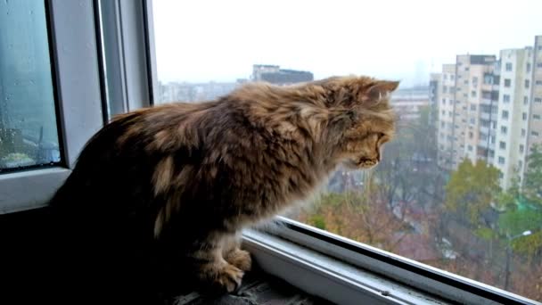 Любопытный кот — стоковое видео