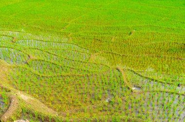 Paddy lahanası, Ketawala