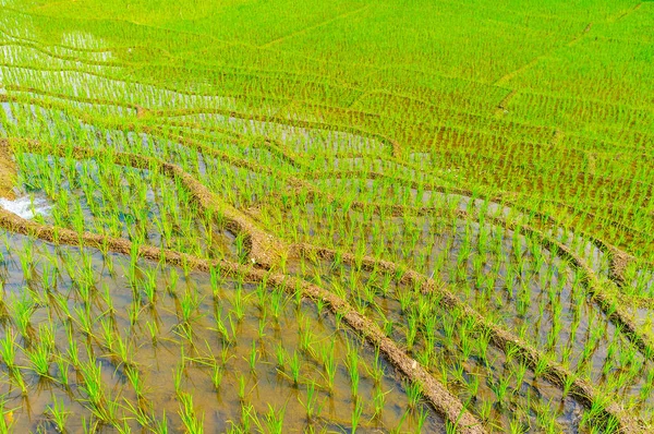 Pola ryżowego, Ketawala — Zdjęcie stockowe
