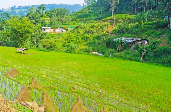 Ladang padi teras, Ketawala — Stok Foto