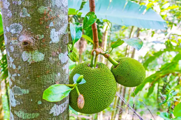 Jackfruit on the tree, Damodara — Stock Photo, Image