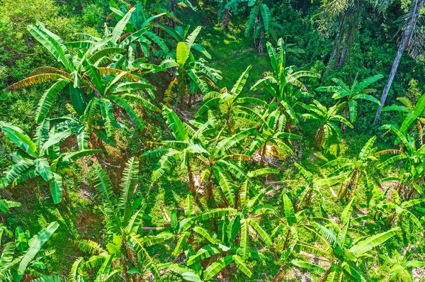 Green palms in Damodara — Stock Photo, Image