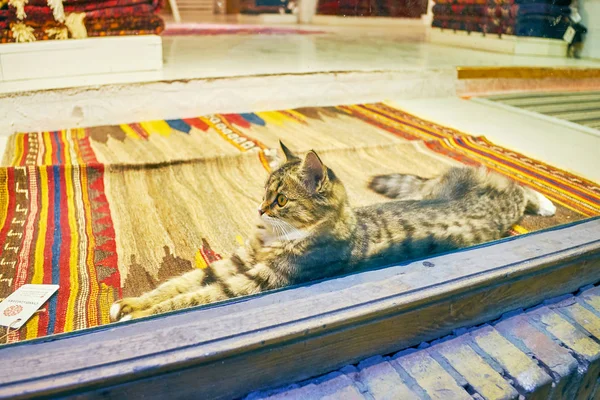 Gato en tienda de alfombras — Foto de Stock