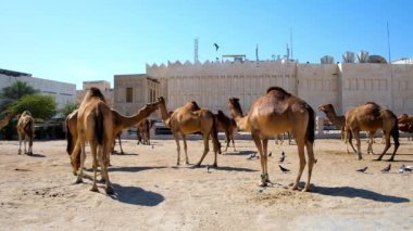 Doha şehir merkezinde deve kalem Souq Wakif - eski Pazar, turistler arasında Al Souq District, Katar popüler bölgesinde yer alan.