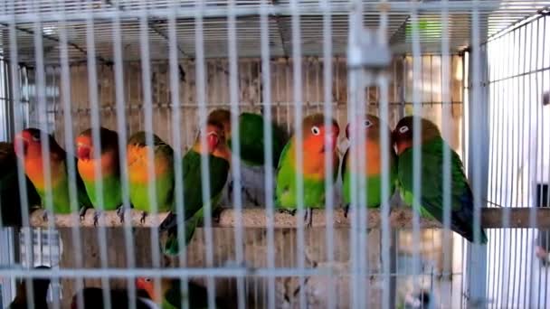 Perroquets Inséparable à Vendre Dans La Cage Du Magasin Au Marché Des Oiseaux De Souq Waqif Centre Ville à Doha Qatar