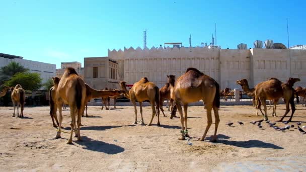 Terytorium Camel Pióra Znajduje Się Starówce Obok Suku Waqif Dauha — Wideo stockowe