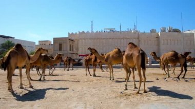 Hayvanlar, deve kalemle yer alan şehir merkezinde, Souq Waqif yanındaki Doha, Qatar.