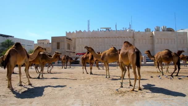 Camel Pen Com Animais Localizado Centro Cidade Lado Souq Waqif — Vídeo de Stock