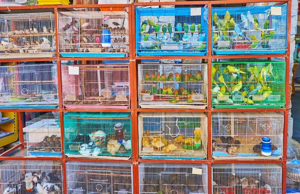 Farbige Haustiervögel in souq waqif, doha, qatar — Stockfoto