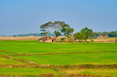 Paddy alanları Bago bölgede Myanmar