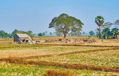 Zebu sürüsü çayır, Bago bölge, Myanmar üzerinde