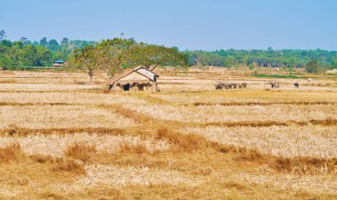 Evin anız sahada Bago bölge, Myanmar