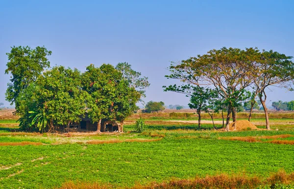 House, ağaçlarda, Bago bölge, Myanmar gizli