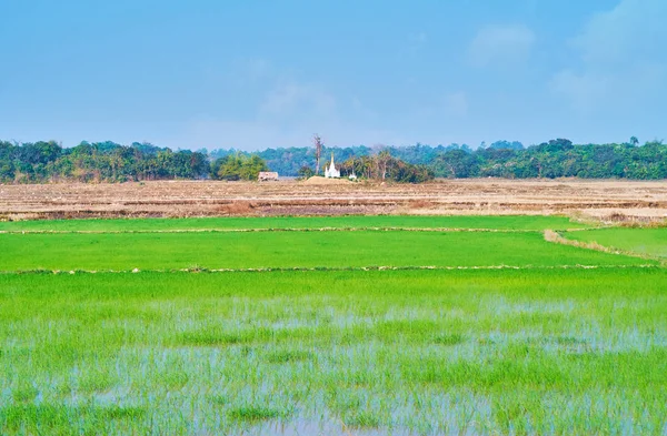 Zielone pola ryżowego, Bago Region, Myanmar — Zdjęcie stockowe