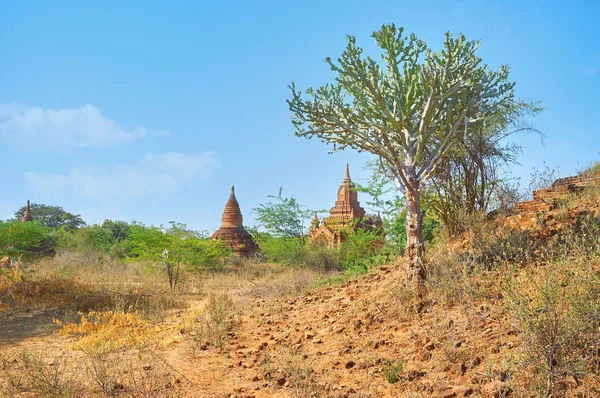 Templomok a parkban Bagan, Mianmar — Stock Fotó