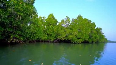 Kangy Nehri, Chaung Tha, Myanmar banka boyunca büyük pervane kökleri sistemiyle yemyeşil kırmızı mangrov orman.