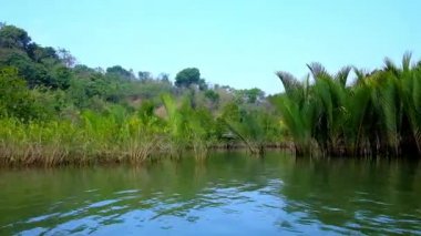 Nypa avuç içi ve Bengal Körfezi Chaung Tha, Myanmar için akan Kangy nehrinin kıyısında mangrov bodur çalılık.
